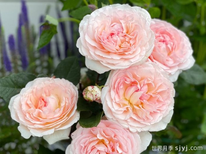 童话魔法月季/极乐芬芳/童话神奇/布利斯香水Fairytale Magic(图2)