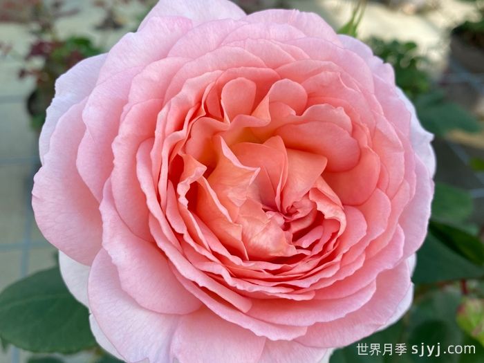 童话魔法月季/极乐芬芳/童话神奇/布利斯香水Fairytale Magic(图3)