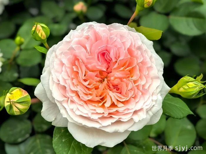 童话魔法月季/极乐芬芳/童话神奇/布利斯香水Fairytale Magic(图4)