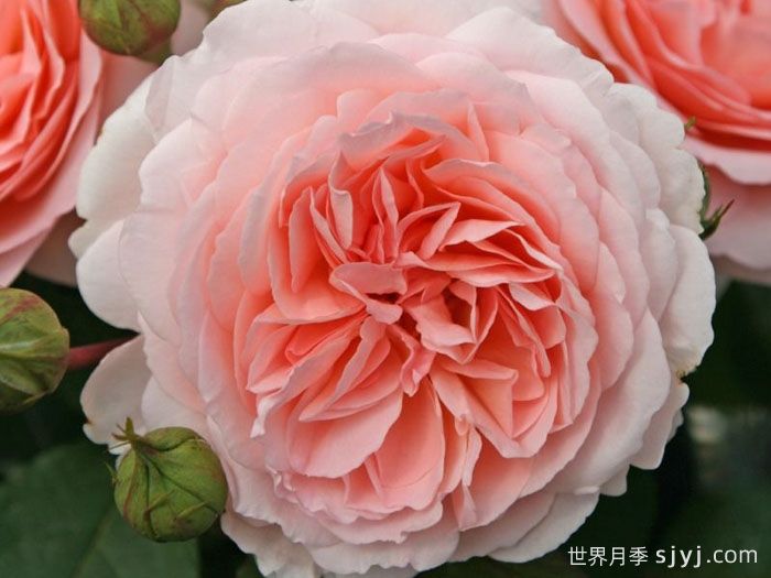 童话魔法月季/极乐芬芳/童话神奇/布利斯香水Fairytale Magic(图5)