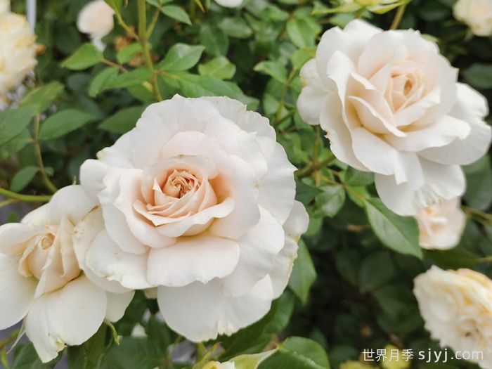 歌剧皇后月季/皇家迪瓦/皇家女主角Royal Diva(图2)