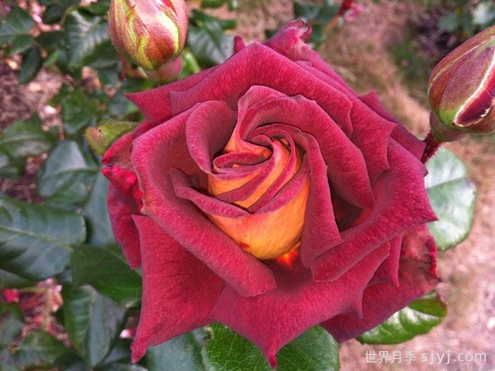 骇客月季/黑金Eddy Mitchell(图1)