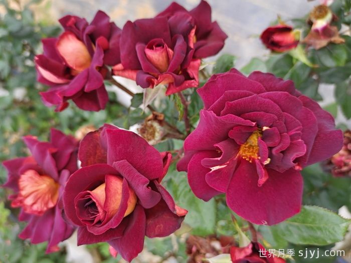 骇客月季/黑金Eddy Mitchell(图2)