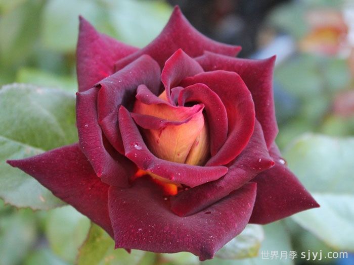 骇客月季/黑金Eddy Mitchell(图3)