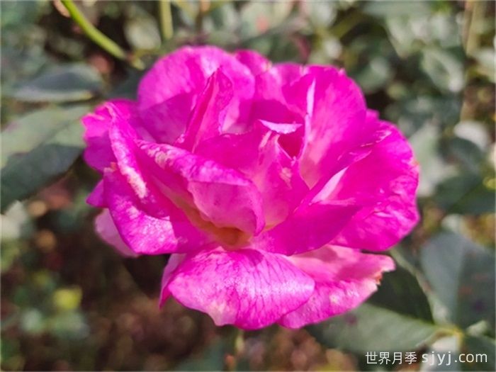 蓦然月季/莫然(图1)