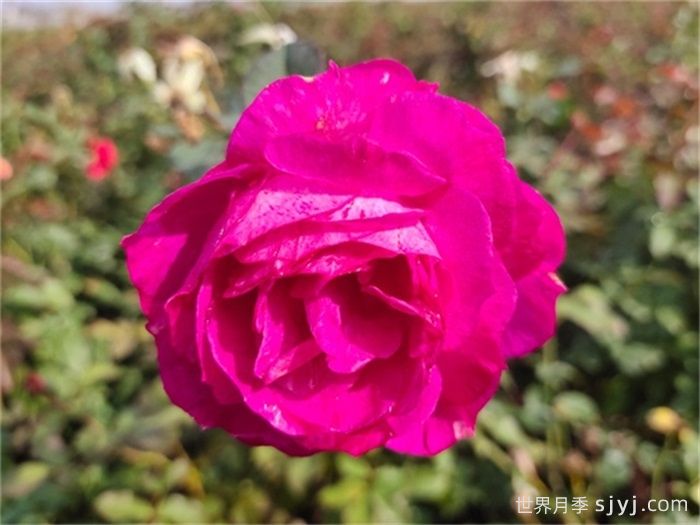 蓦然月季/莫然(图2)