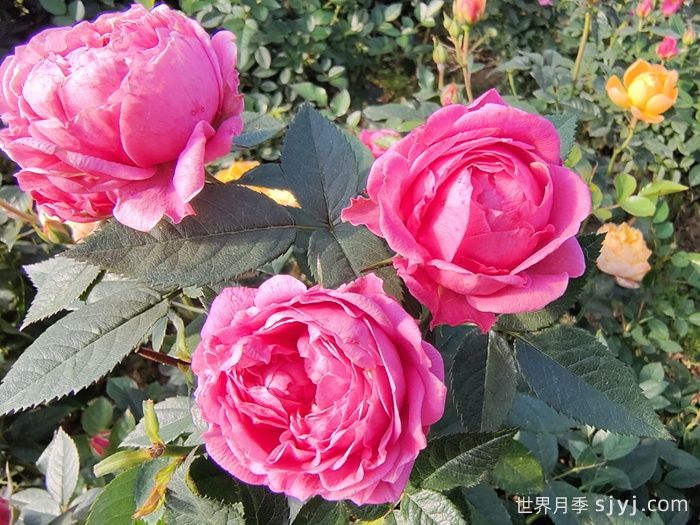 苏菲宝贝月季(图3)