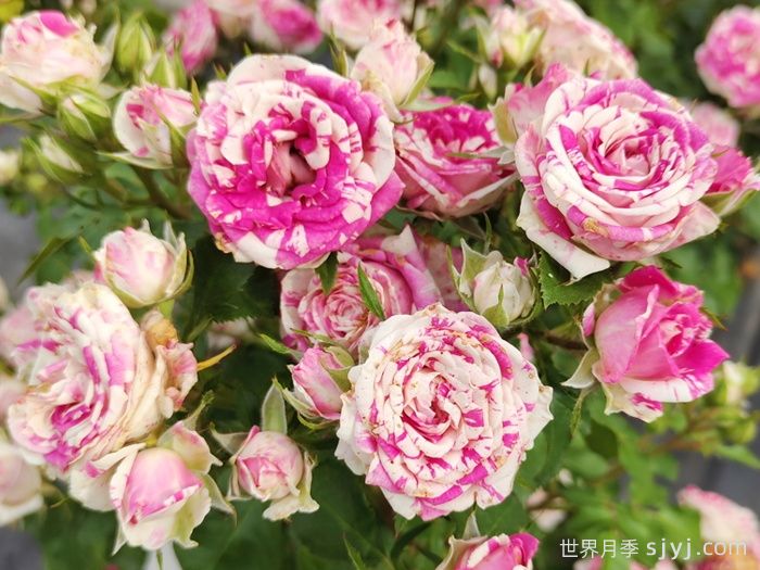 闪电舞月季Flash Dance(图3)