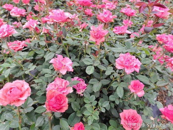 摩羯座月季Rose Capricornus Champagne(图1)