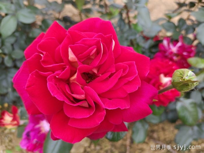 梅朗随想曲月季/梅郎随想曲Caprice de Meilland(图1)