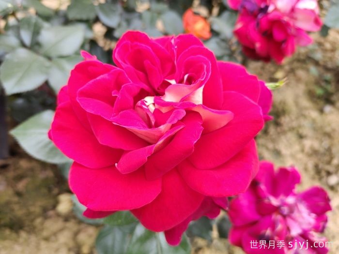 梅朗随想曲月季/梅郎随想曲Caprice de Meilland(图3)