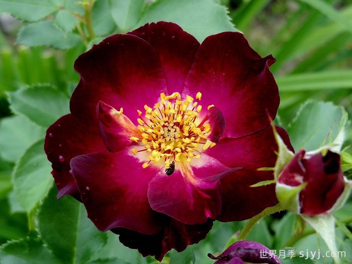 66号公路月季Route66(图2)