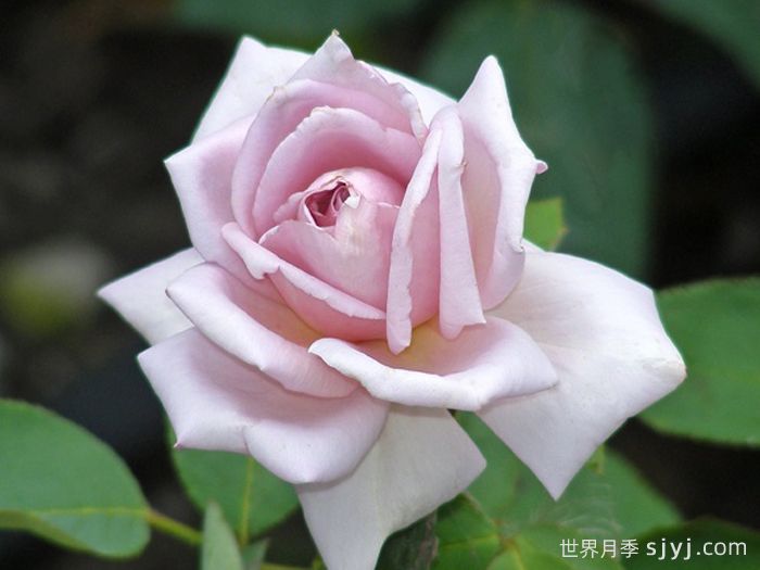 X小姐月季Lady X(图3)