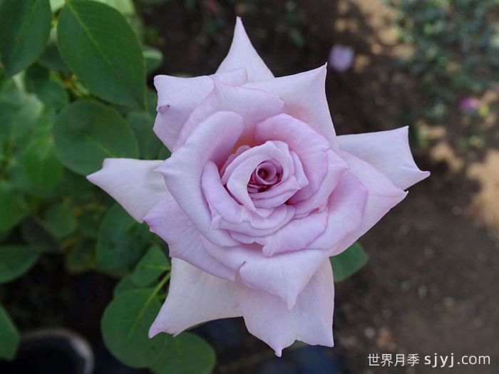 X小姐月季Lady X(图2)