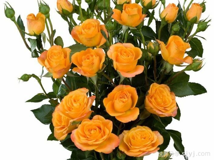 阿巴巴月季/贝巴Abeba(图1)