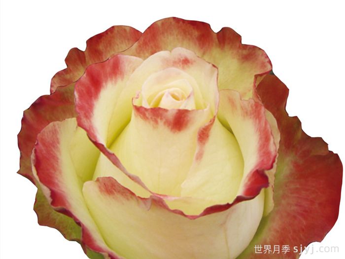 阿巴德月季(复色)Aubade(图1)