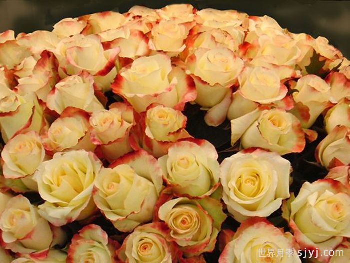 阿巴德月季(复色)Aubade(图2)