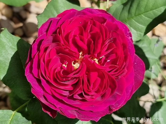 不眠之夜月季/黑鱼子酱月季/哈登伯格夫人Black Caviar(图2)