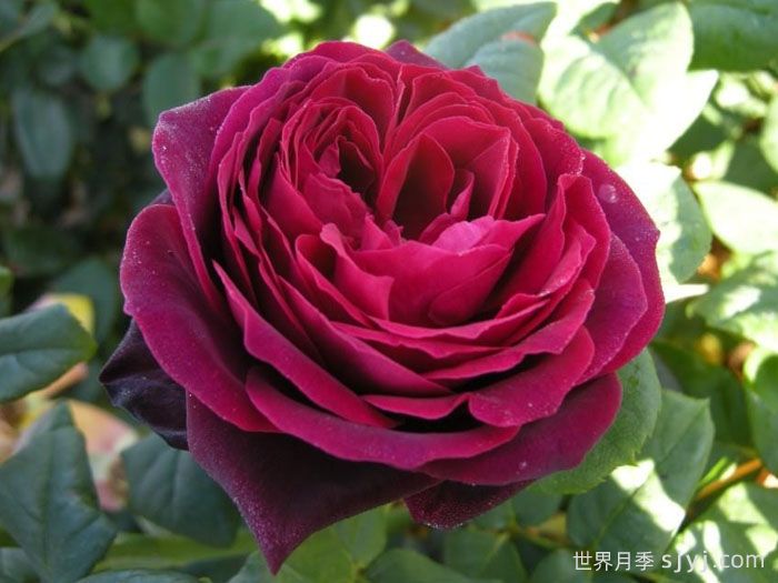 不眠之夜月季/黑鱼子酱月季/哈登伯格夫人Black Caviar(图3)