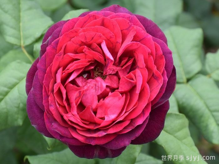 不眠之夜月季/黑鱼子酱月季/哈登伯格夫人Black Caviar(图4)