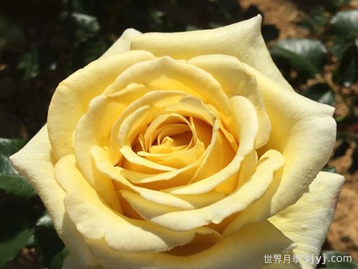 阿巴德月季(黄色)Aubade(图1)