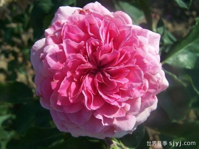 阿布鲁德月季Abrud(图1)