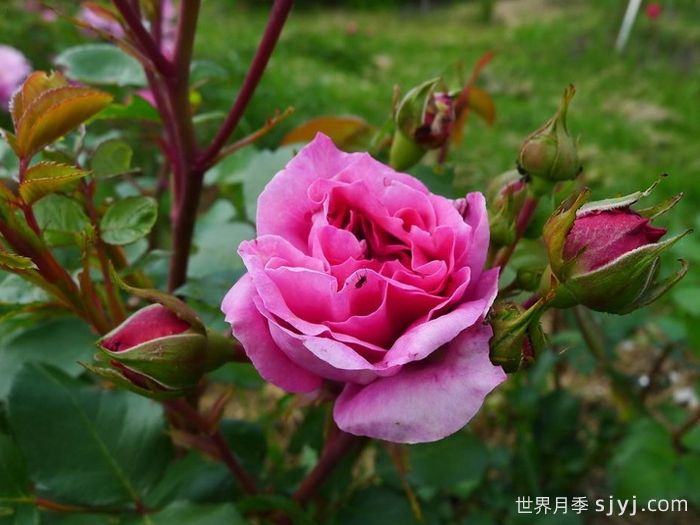 阿布鲁德月季Abrud(图2)