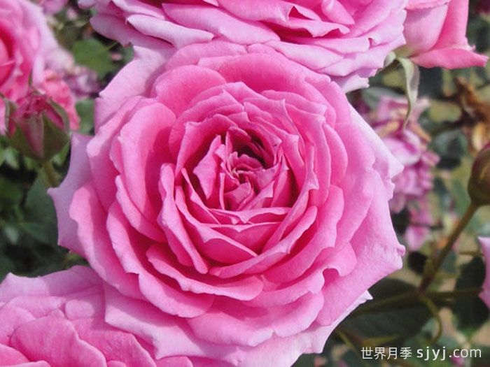 不眠芳香月季Overnight Scentsation(图1)