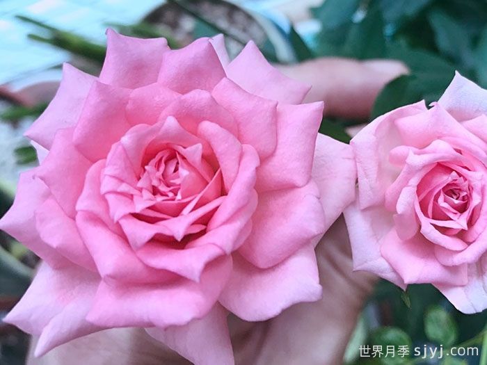 不眠芳香月季Overnight Scentsation(图2)