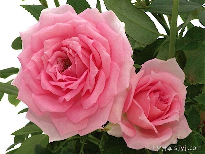 不眠芳香月季Overnight Scentsation(图3)