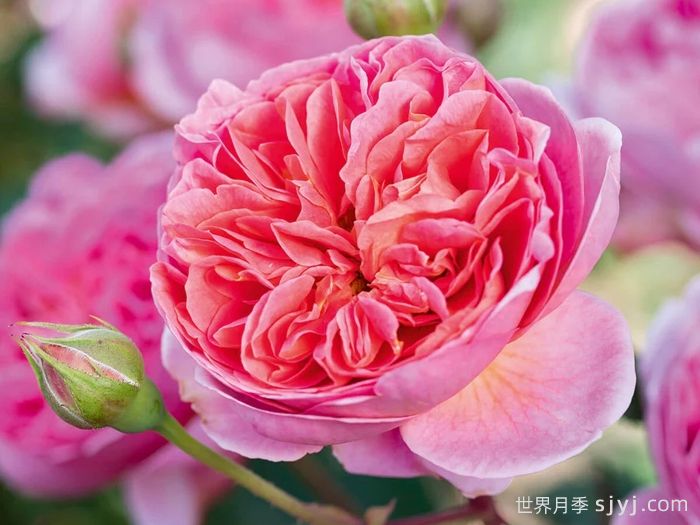 博斯科贝尔月季/博斯克贝尔月季Boscobel(图1)