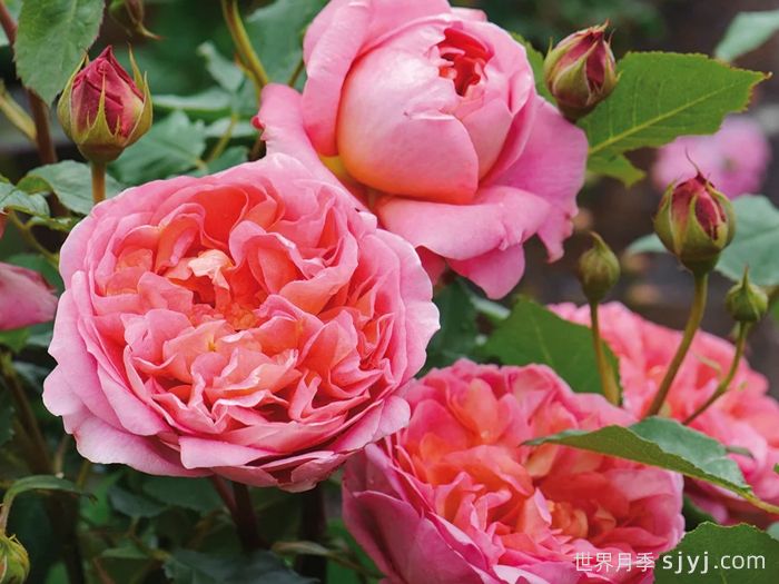 博斯科贝尔月季/博斯克贝尔月季Boscobel(图3)