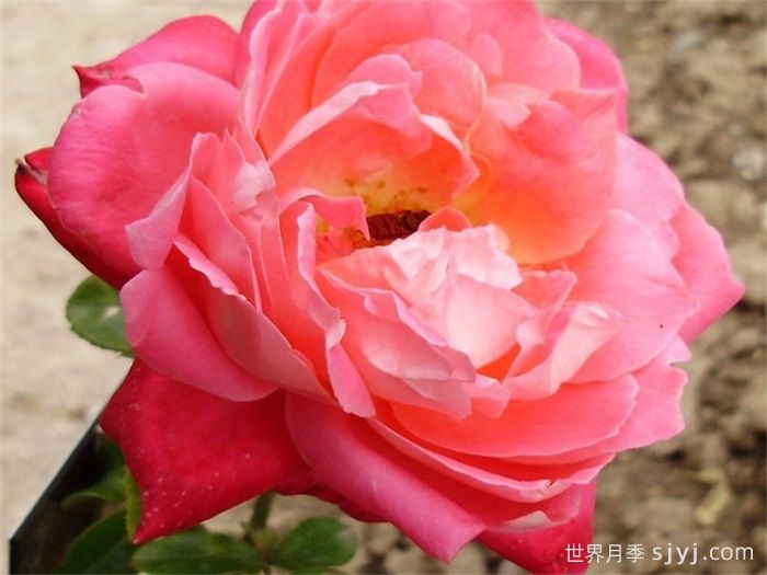 博比卢卡斯月季/鲍比卢卡斯Bobbie Lucas(图1)