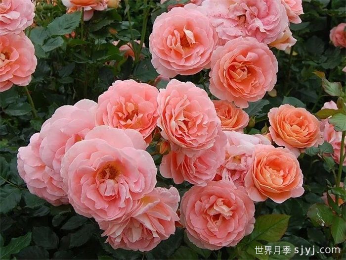 博尼塔文艺复兴月季/伯尼塔月季Bonita Renaissance(图2)