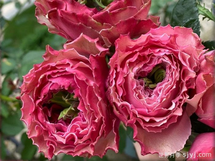 伯利兹月季Belize(图1)