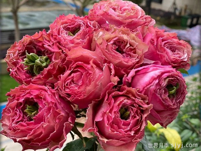 伯利兹月季Belize(图2)