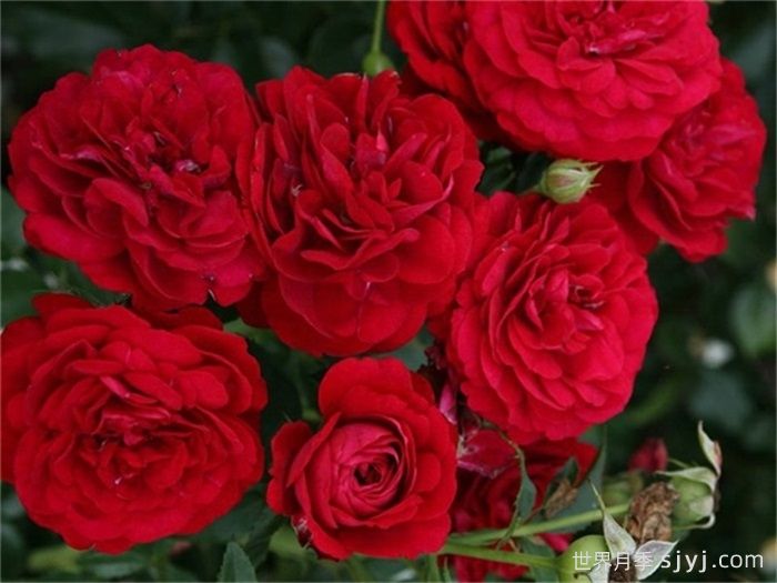 波尔多红酒月季Bordeaux(图2)