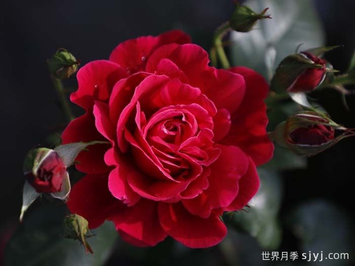 14周年红月季/朝阳红(图1)