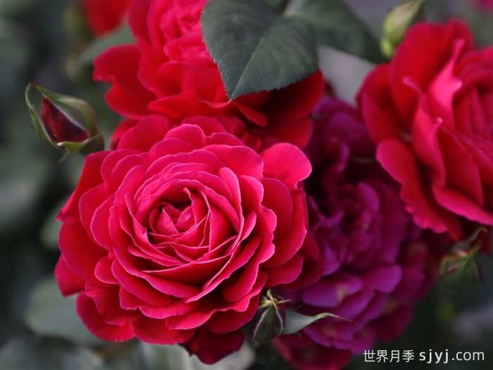 14周年红月季/朝阳红(图3)