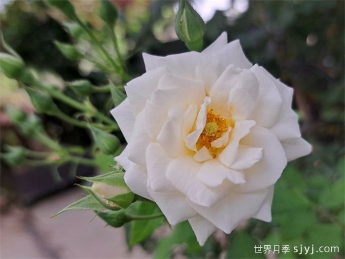 仲夏雪月季Midsummersnow(图1)