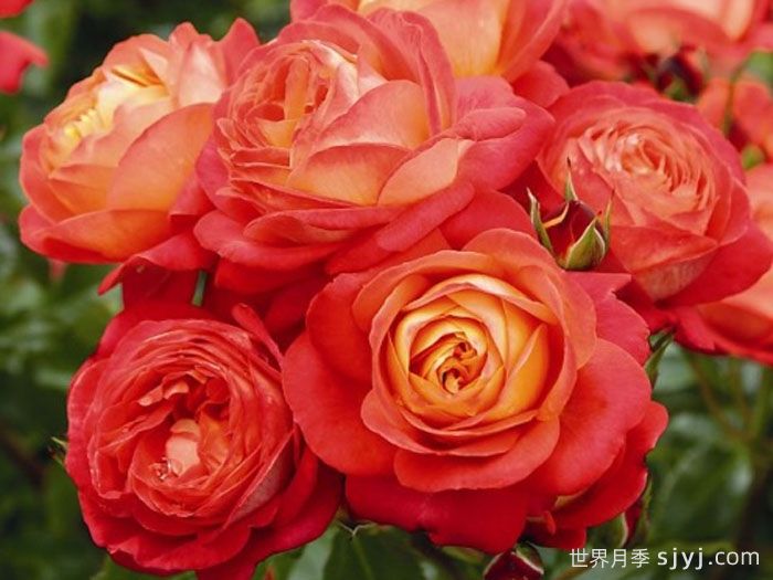 仲夏月季/盛夏月季Midsummer(图2)