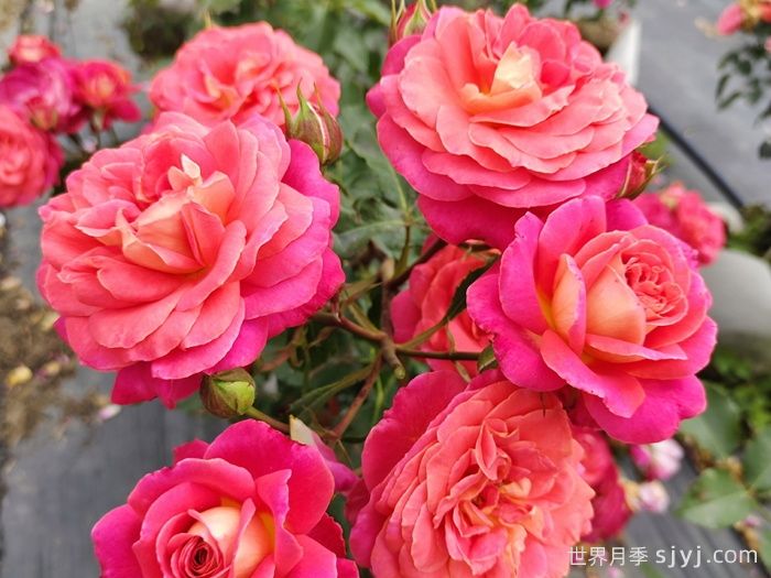 仲夏月季/盛夏月季Midsummer(图3)