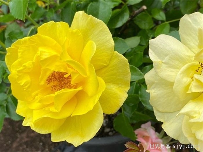 真友谊月季/无猜月季True Friendship(图1)