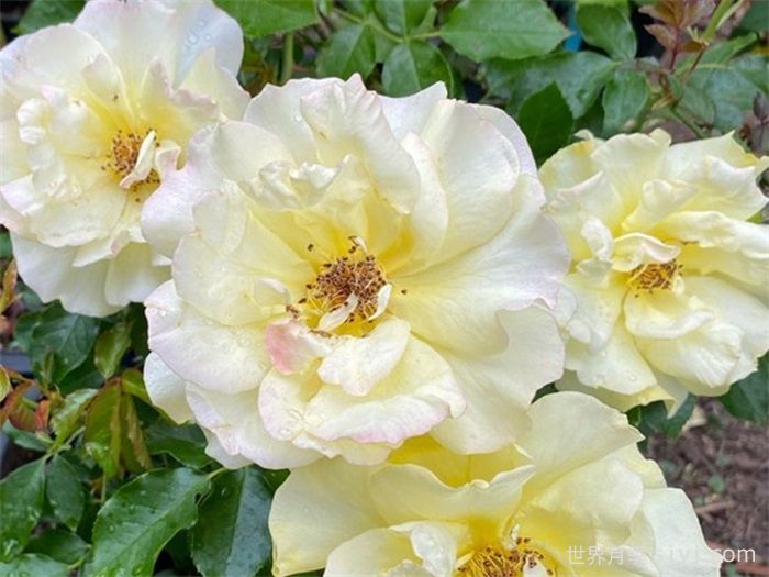 真友谊月季/无猜月季True Friendship(图2)