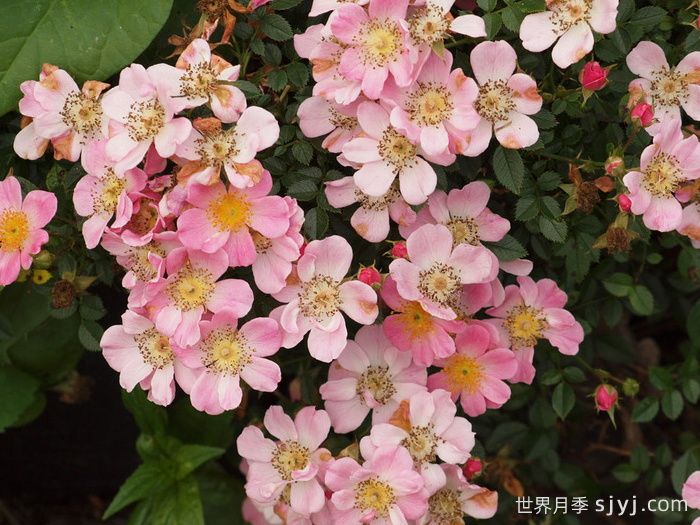 中心舞台月季Centre Stage(图2)