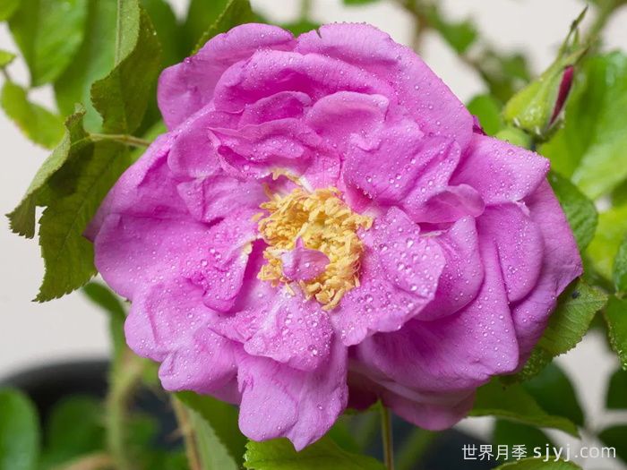 智慧跑者月季/聪明走鹃Smart Roadrunner(图1) 智慧跑者月季/聪明走鹃Smart Roadrunner(图1)