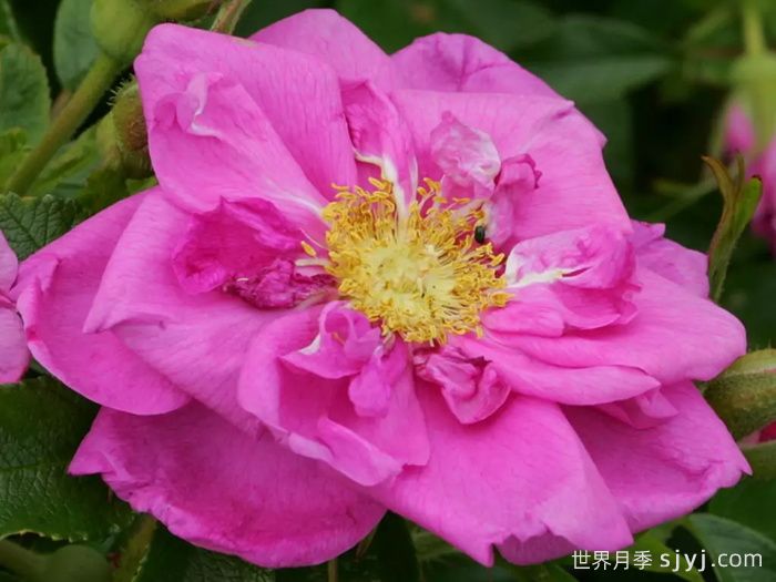 智慧跑者月季/聪明走鹃Smart Roadrunner(图2) 智慧跑者月季/聪明走鹃Smart Roadrunner(图2)