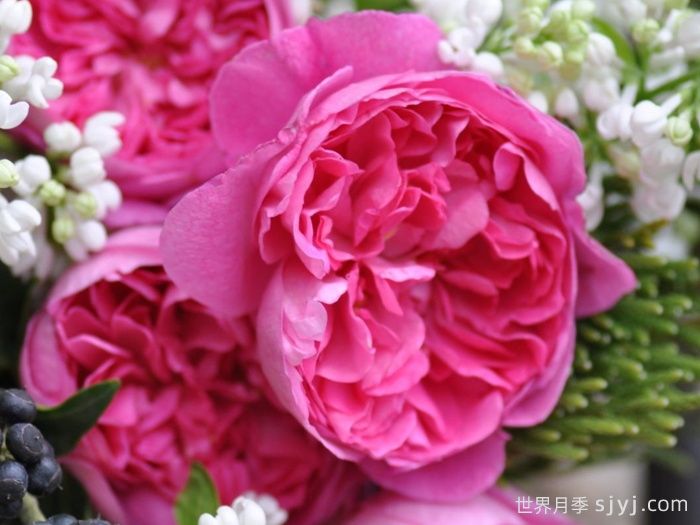 治疗天使拉斐尔月季/拉斐尔Raphael(图1)