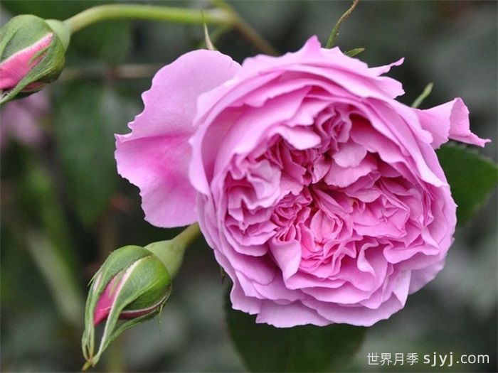 治疗天使拉斐尔月季/拉斐尔Raphael(图2)