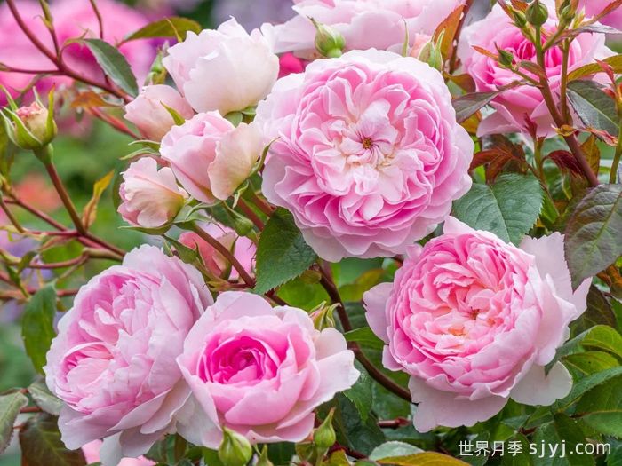 织工马南月季/塞拉斯马南月季Silas Marner(图2)